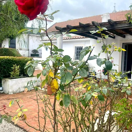 Vinhas Aldeia Galega da Merceana e Aldeia Gavinha