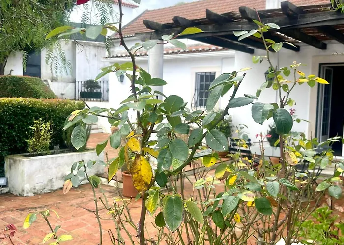 Vinhas Aldeia Galega da Merceana e Aldeia Gavinha